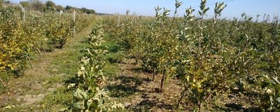 В селе Костырка на Херсонщине сельчане потеряли урожай овощей из-за обработки полей с самолета