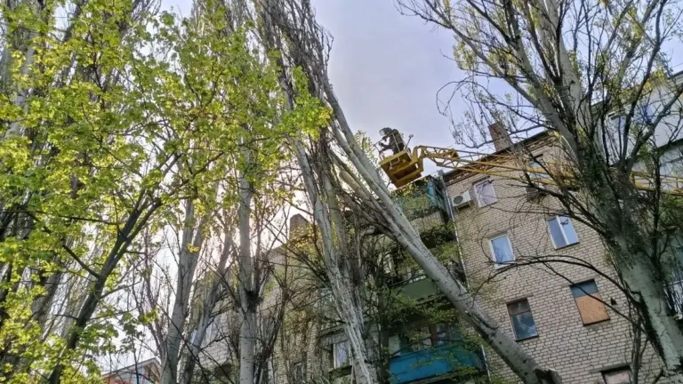 У Херсоні ліквідували 10 з 13 заявок про повалені вітром дерева