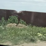 Занедбані пляжі Генічеська із заростями бур'яну та сміттям перед літнім сезоном