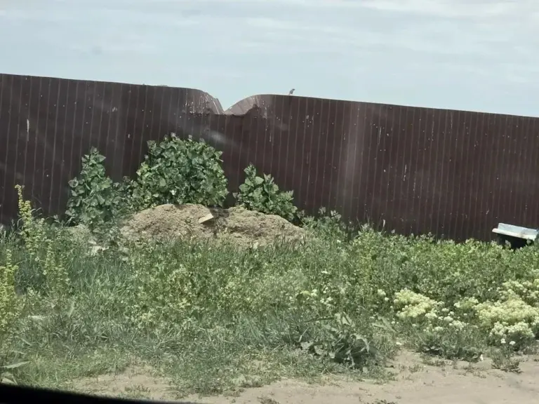 Занедбані пляжі Генічеська із заростями бур'яну та сміттям перед літнім сезоном