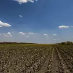 Поле з сільськогосподарськими культурами на Херсонщині, що символізує вартість землі в регіоні.
