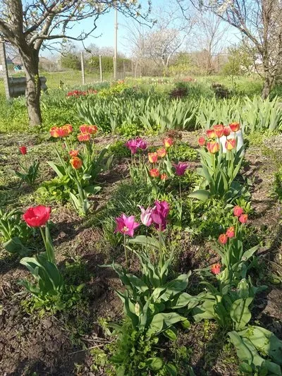 Оксана Маркова, вчителька української мови та літератури, тримає диплом конкурсу "Я — журналіст" 3