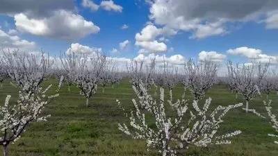 Аграрії Херсонщини використовують багаття для захисту фруктових дерев від весняних заморозків, що загрожують урожаю 2026 року. 2
