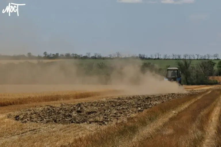 Поле із достиглими колосками пшениці та сільськогосподарська техніка на горизонті.