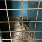 Двоє бойовиків ДНР Денис Священко та Олексій Нікітін засуджені за катування в Білозерці на Херсонщині.