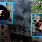 Двоє котів, які відновлюються у притулку після пожежі від обстрілу в Херсоні. 6