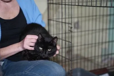 Двоє котів, які відновлюються у притулку після пожежі від обстрілу в Херсоні. 3