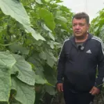 Фермер Юрій Тимощук в теплиці, збирає врожай огірків, посміхається 4
