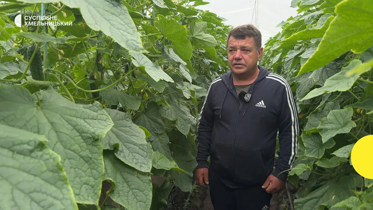 Фермер Юрій Тимощук в теплиці, збирає врожай огірків, посміхається 4