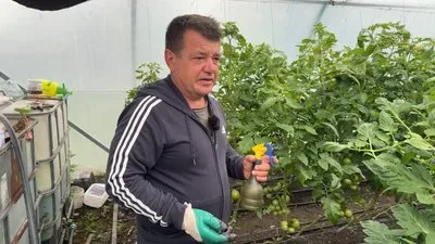 Фермер Юрій Тимощук в теплиці, збирає врожай огірків, посміхається 3
