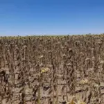 Суха земля, потріскана від посухи, з панорамою Херсонщини без води Каховського водосховища