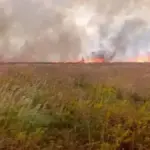 Вигорілі степи заповідника Асканія-Нова на Херсонщині, які постраждали від пожежі