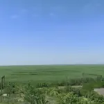 Заросле дно колишнього Каховського водосховища, що перетворюється на нову екосистему