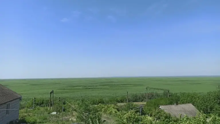 Заросле дно колишнього Каховського водосховища, що перетворюється на нову екосистему