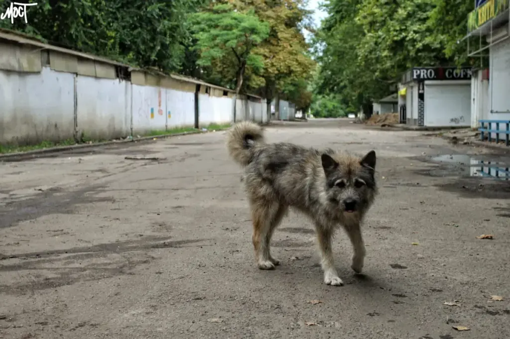 Окупанти Херсонщини хочуть зобов’язати чиновників опікуватися безпритульними тваринами