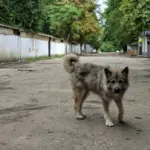 Окупанти Херсонщини планують зобов'язати чиновників опікуватися безпритульними тваринами
