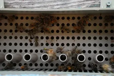 Херсонський пасічник Артем Заліцаєв біля своїх вуликів 5