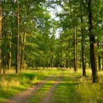 Знищені лісові масиви на Херсонщині після пожеж, спричинених російськими обстрілами