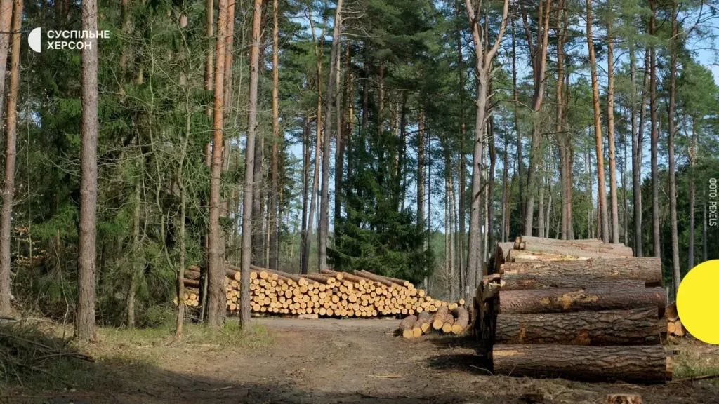 Трьох посадовців судитимуть на Херсонщині за вирубку 2200 дерев і 8 млн грн збитків