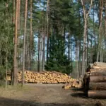 Суд над посадовцями лісової галузі Херсонщини, яких звинувачують у незаконній вирубці дерев та перевищенні повноважень.