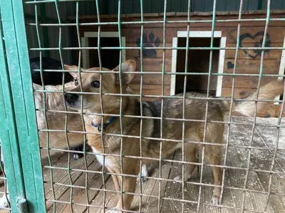 Троє собак, врятованих із Херсона, Вовк, Фінік та Цезар, чекають на нову родину в центрі адопції в Одесі 3