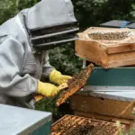 Обробка полів від сарани у Високопільській громаді Херсонщини. Пасічників попереджають про необхідність захисту бджіл.