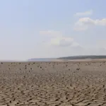 Панорама відроджених плавнів Великого Лугу на місці колишнього Каховського водосховища