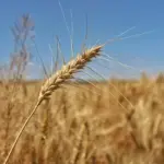 Окупанти вивозять урожай з Херсонщини, зображення поля з пшеницею та сільськогосподарською технікою