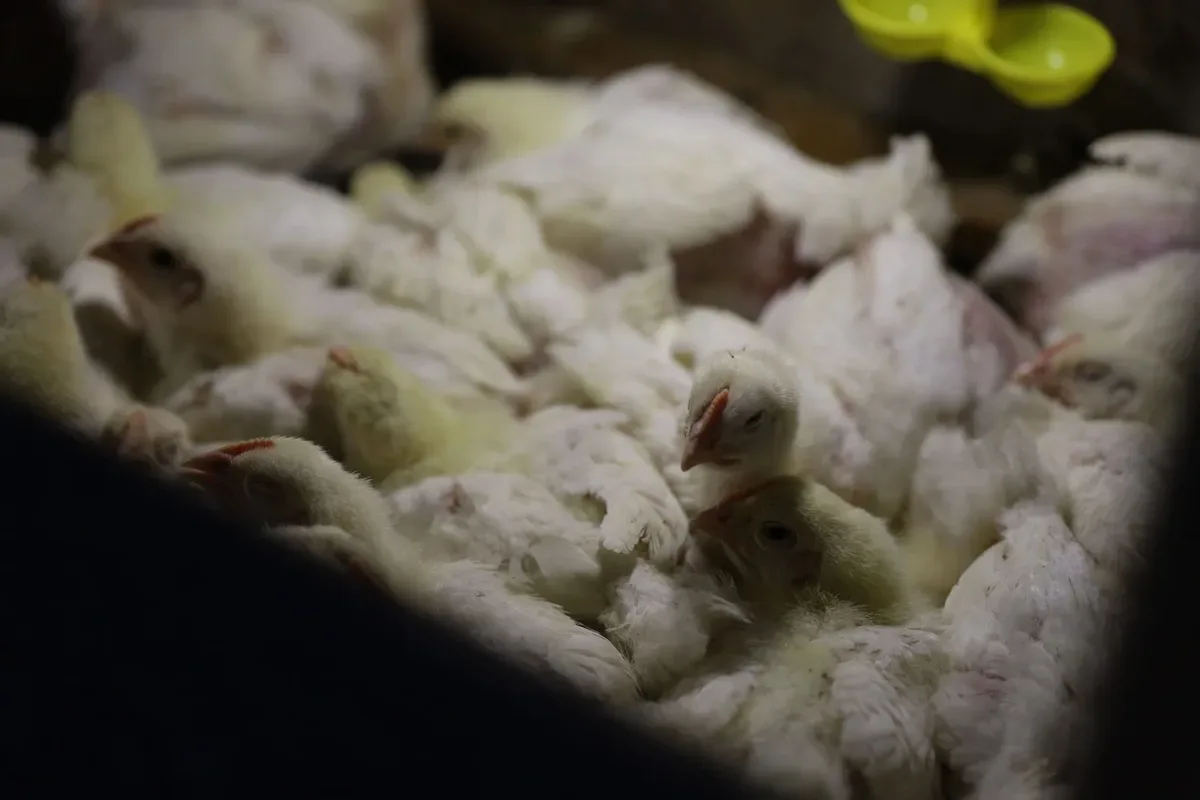 Жінка демонструє інкубатори та перепілок на своїй птахофермі, запущеній за грантові кошти 8
