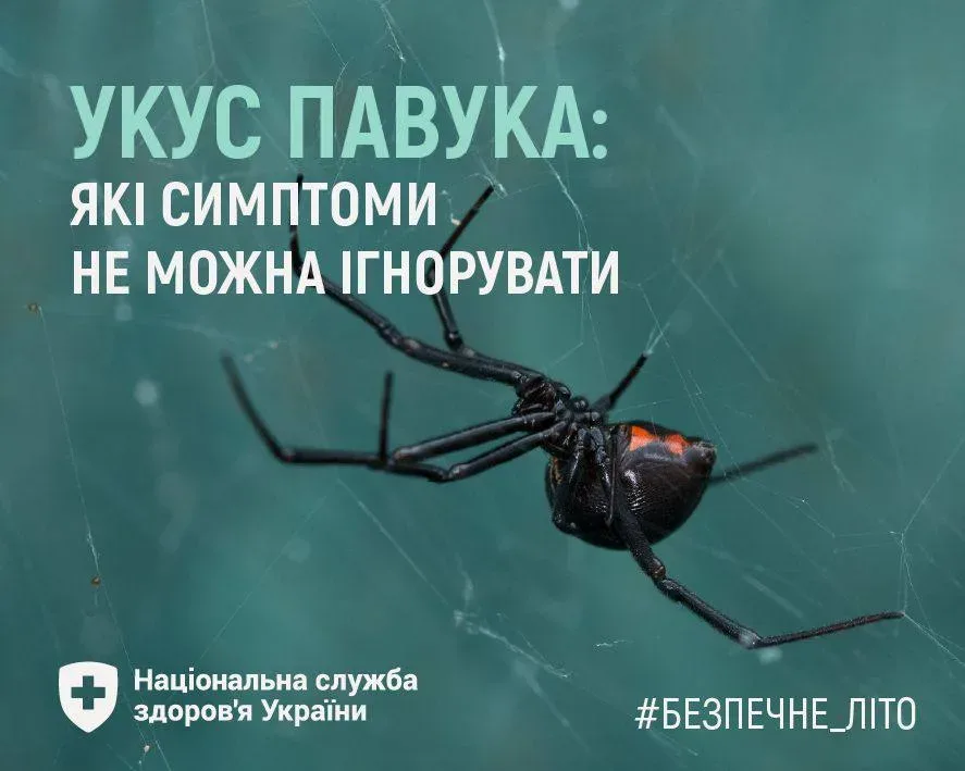 20 людей звернулися до лікарів після укусів павуків
