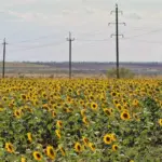Сільськогосподарська техніка на полях Херсонщини, що стоїть без пального під час жнив