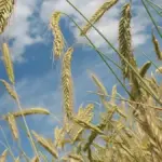 Пошкоджені аграрні поля на Херсонщині, які потребують компенсації та розмінування