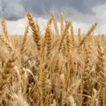 Комбайн збирає урожай на полі під Херсоном, на фоні ранкового неба.