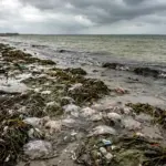 Забруднене узбережжя Азовського моря з водоростями та медузами
