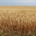 Вигорілі сільськогосподарські поля на Херсонщині після російських обстрілів та атак дронів