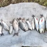 Співробітник рибоохоронного патруля демонструє вилучені браконьєрські сітки та незаконно виловлену рибу