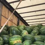 Фермери збирають врожай кавунів на окупованій території Херсонщини, зіткнувшись з проблемами пального та логістики