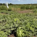 Місцеві кавуни сорту Вікторія на ринку Херсона