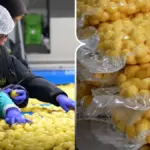 Картопля, почищена рубінчиком, на підприємстві "Аделаїда" на Житомирщині