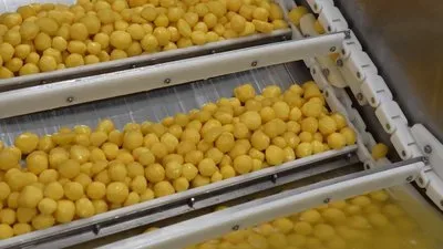 Картопля, почищена рубінчиком, на підприємстві "Аделаїда" на Житомирщині 4