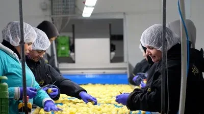 Картопля, почищена рубінчиком, на підприємстві "Аделаїда" на Житомирщині 7