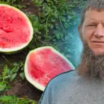 Херсонські кавуни на полі під час збору врожаю, солодкі, незважаючи на менший розмір 4