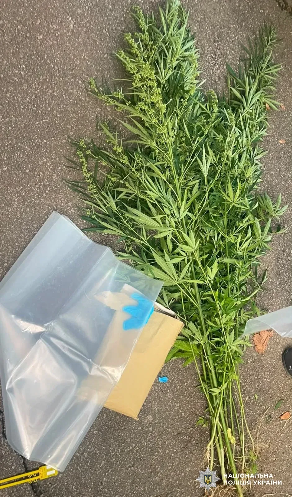 Поліцейські вилучають наркотики та докази збуту у помешканнях затриманих на Бериславщині. 6