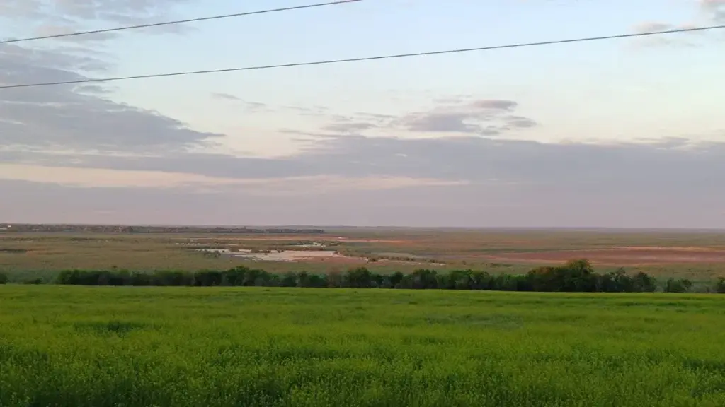 Науковець показав комах, що заселяють ліс на дні колишнього Каховського водосховища