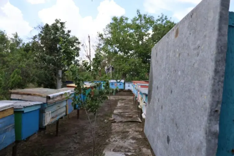 Пасічниця Віта Камчатна в захисному костюмі тримає рамку з бджолами на пасіці