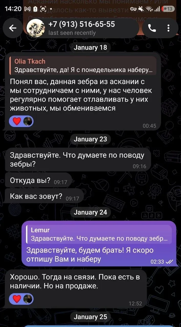 Зебра у вольєрі, знімок, надісланий продавцем, ймовірно, з біосферного заповідника Асканія-Нова 1