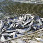 Співробітники рибоохоронного патруля демонструють вилучені знаряддя незаконного добування тваринного світу