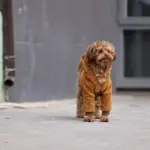 Гроші на притулок для тварин у Херсоні