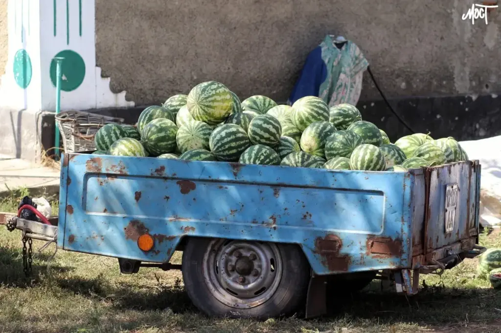 Україна втратила 70% виробництва кавунів через окупацію Херсонщини