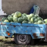 Свіжі кавуни на прилавку, що символізують втрачене виробництво Херсонщини через окупацію